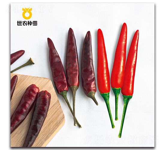 世農泰焰-辣椒種子-世農種苗