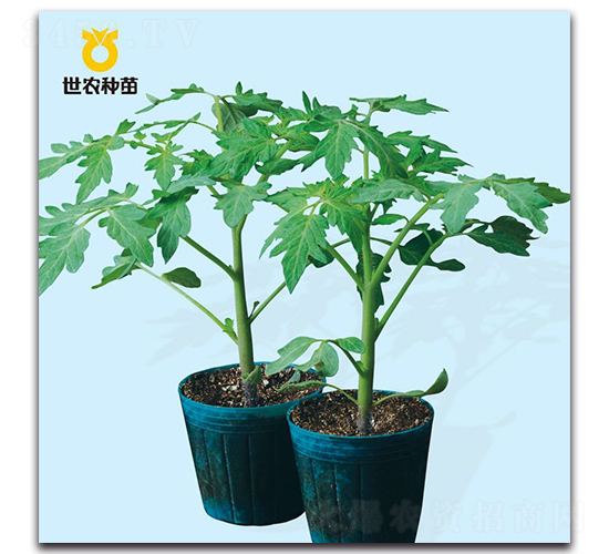 保抗2號-番茄砧木種子-世農種苗