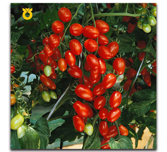 芙珊88（釜山88）-番茄種子-世農種苗