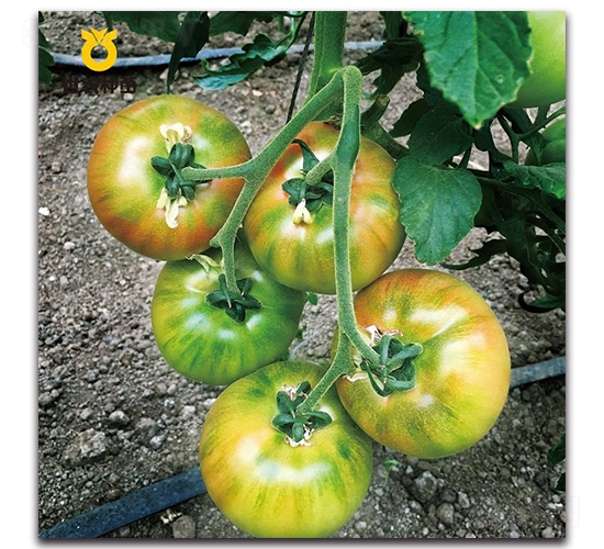 西西-番茄種子-世農種苗