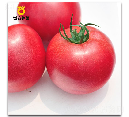 吉佳-番茄種子-世農種苗