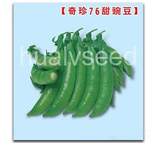 華綠76甜豌豆-甜豌豆種子-華綠