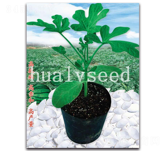 �L(zh��ng)����ľ-��ľ�N��-�A�G