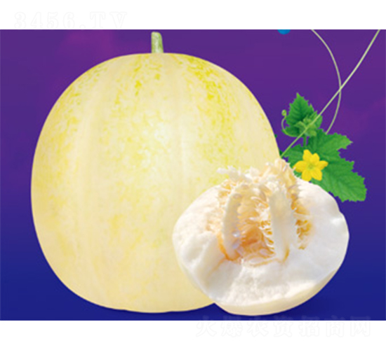 脆香九分-甜瓜種子-澤甜種業