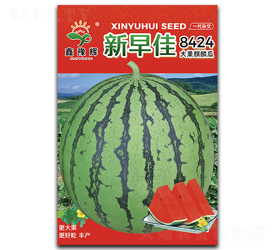 新早佳-西瓜種子-豫輝種業