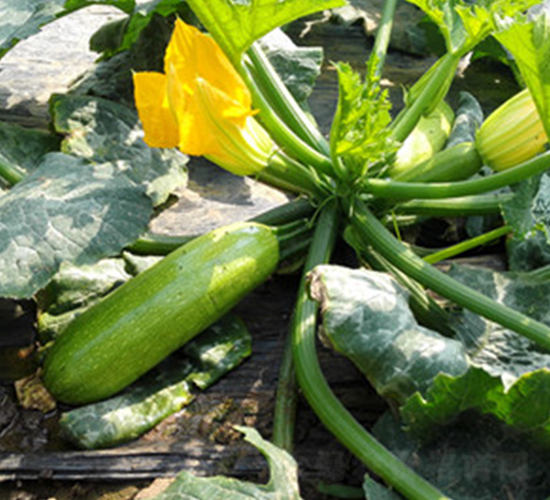 ���S3008-�����J�N��-����r�I