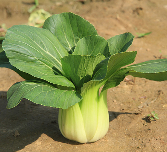 川島青翠-青梗菜種子-歐蘭德