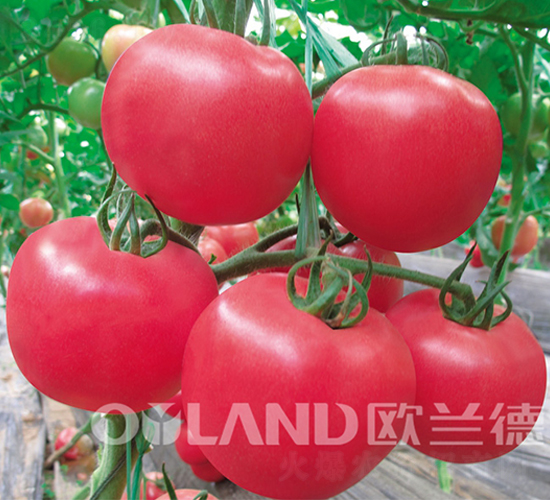 �����µϚW-���ѷN��-�W�m��