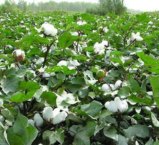天豐棉26號（新陸早26）-棉花種子-天豐農業