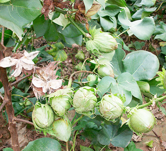 ���s��23̖-�޻��N��-���S�r(n��ng)�I(y��)