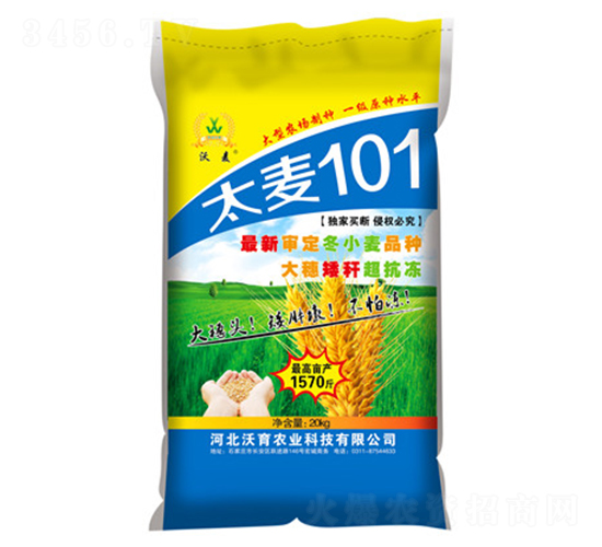 太麥101-小麥種子-沃育農業