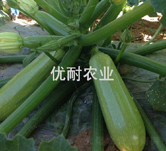 優葫六號-西葫蘆種子-優耐農業