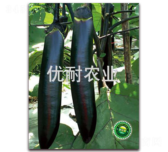 優耐墨茄1016-茄子種子-優耐農業