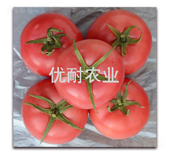 利格萊特-番茄種子-優耐農業