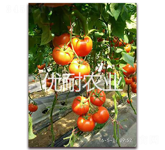 ���t1513-���ѷN��-�����r�I