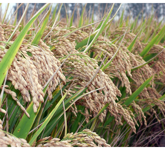 ���S2̖�����L��-�SԴ�N��