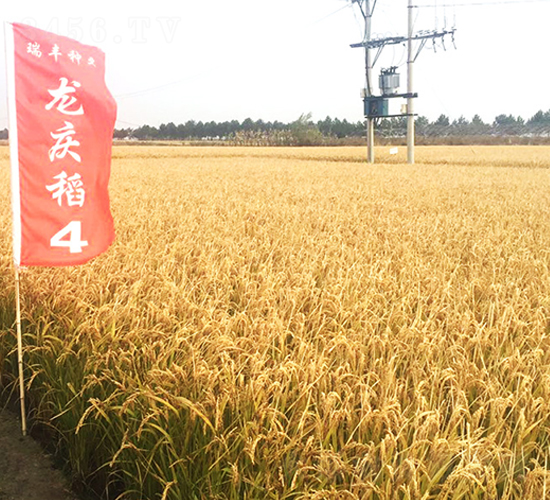 龍慶稻4號-小麥種子-瑞豐種業