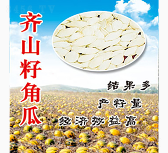 齊山籽角瓜-齊山種業