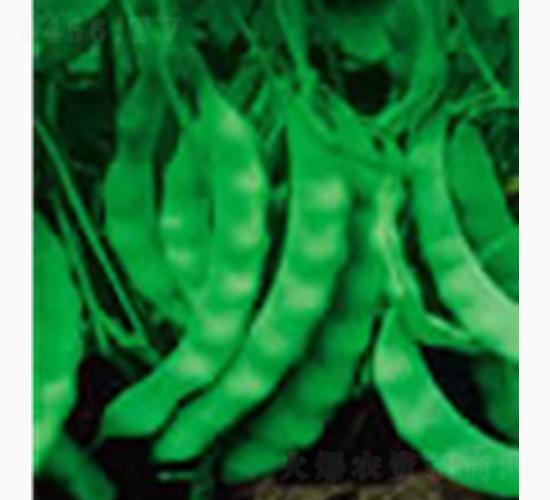 矮生寬莢地豆王-齊山種業