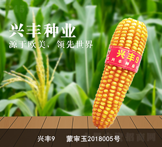 興豐9-興豐種業