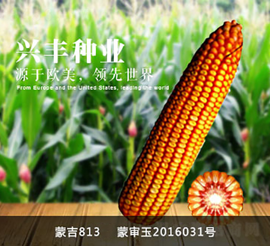 �ɼ�813-���׷N��-�d�S�N�I