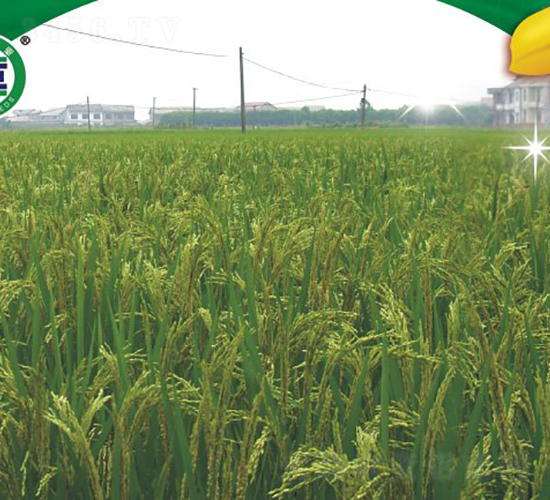 ��Ƀ�02-�s���絾-���A�N�I