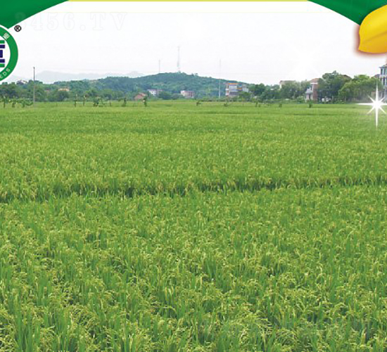 ��Ƀ�268-�s���絾-���A�N�I