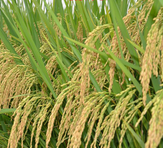 �5105-�s������-���A�N�I