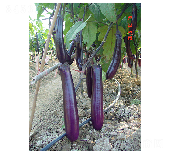 �r���L��-���ӷN��-���r