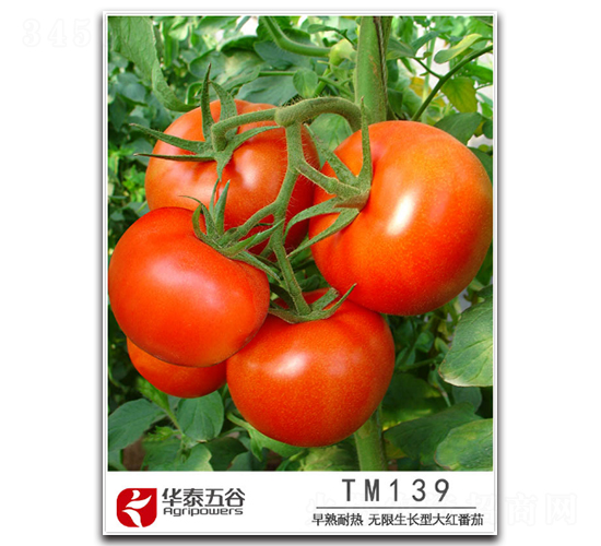 TM139-���ѷN��-�A̩���