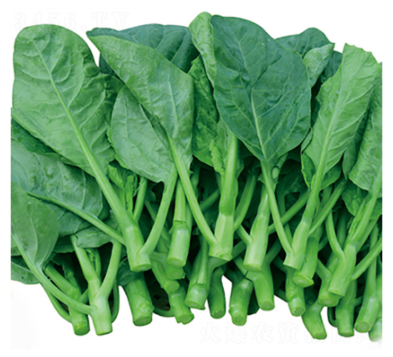 吉祥三寶芥蘭-芥蘭種子-立信