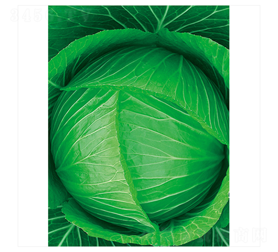 �Gʥ-���{(l��n)�N��-����