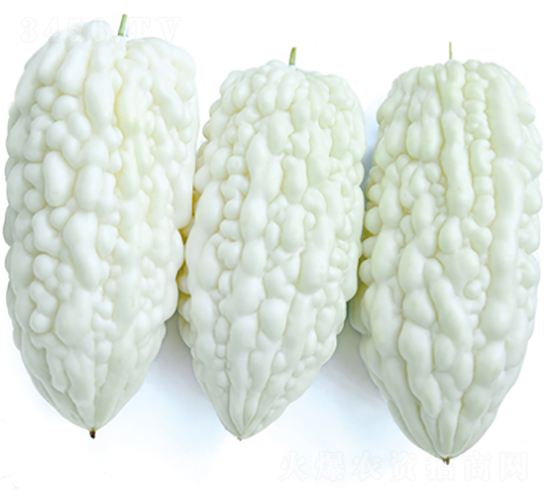 ����-��ϷN��-����