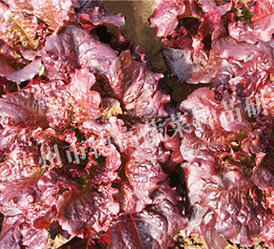 �������~����-���˷N��-�¸�