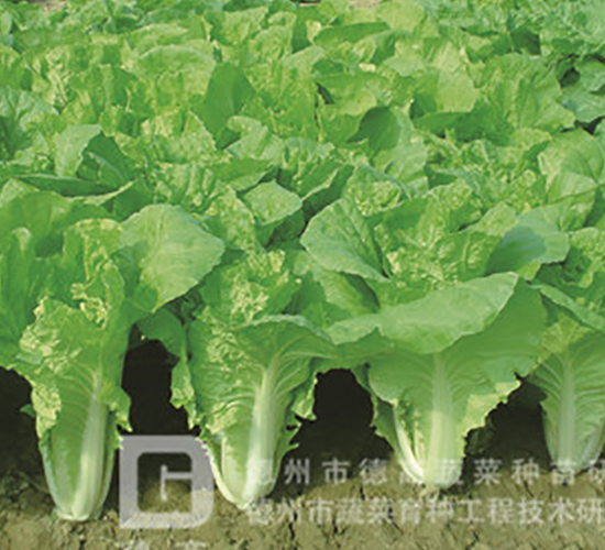 �¸�536-��˷N��-�¸�