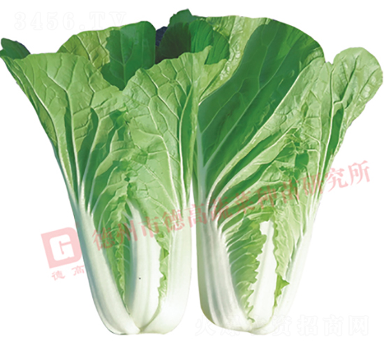 德高1826-快菜種子-德高