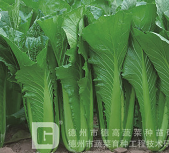 ����7̖-��˷N��-�¸�