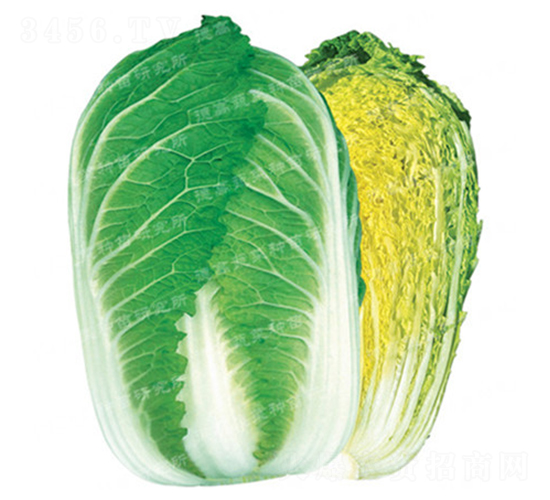 �����[���ײ�-CR143-��ײ˷N��-�¸�