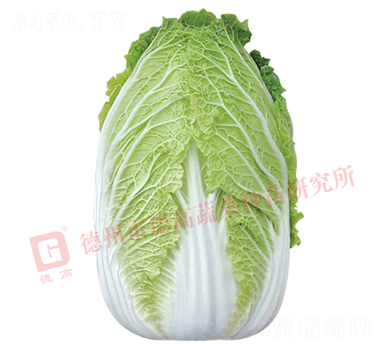抗根腫病白菜-CR141-大白菜種子-德高