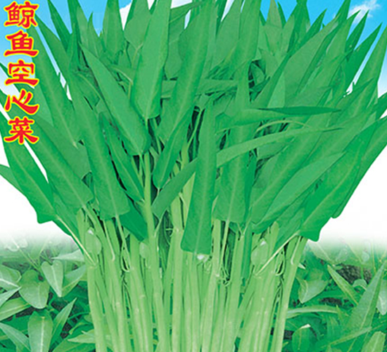 �L�~���Ĳ�-���Ĳ˷N��-�f�r�߿�