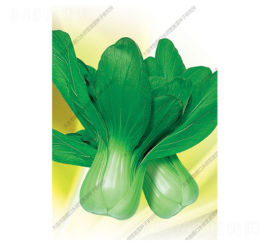 品冠油菜-油菜種子-水師營