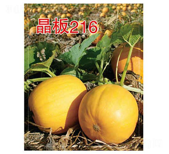 晶板216-西葫蘆種子-晉黎來