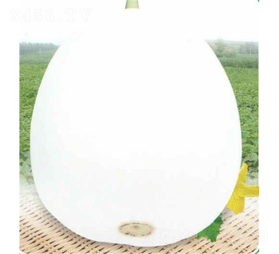 白翠蜜甜瓜-甜瓜種子-安泰達