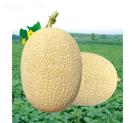 ��̩�����-��ϷN��-��̩�_