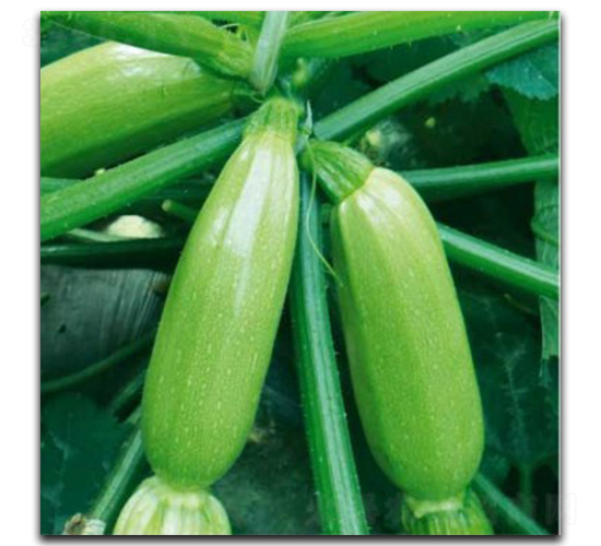 玉美人-西葫蘆種子-徽大農業
