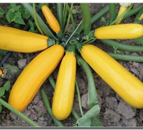 ������̖-�����J�N��-�մ��r�I