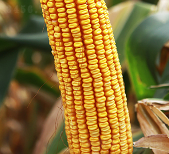 ��1001-���׷N��-���r�N�I