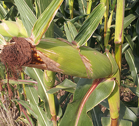 �x��73̖-���׷N��-���r�N�I