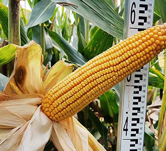 ��1002-���׷N��-���r�N�I