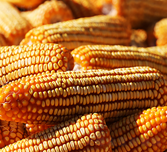 加10分京科968-玉米種子-德農種業